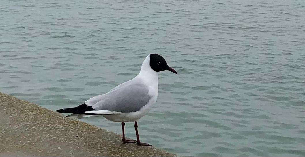 Nuit Insolite Sur Un Voilier Au Coeur De La Rochelle ラ・ロシェル エクステリア 写真